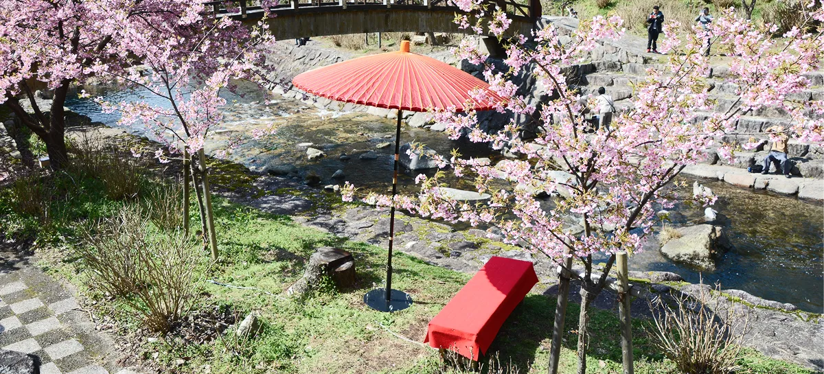 川辺に咲く桜の写真