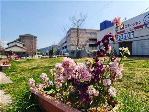 大町公園 ストックも大きくなってます