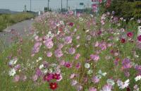 コスモスの写真