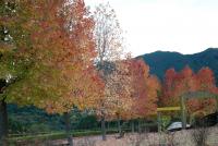 いこいの森の写真