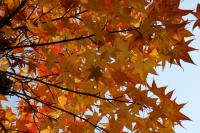 紅葉の写真