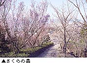 さくらの森写真