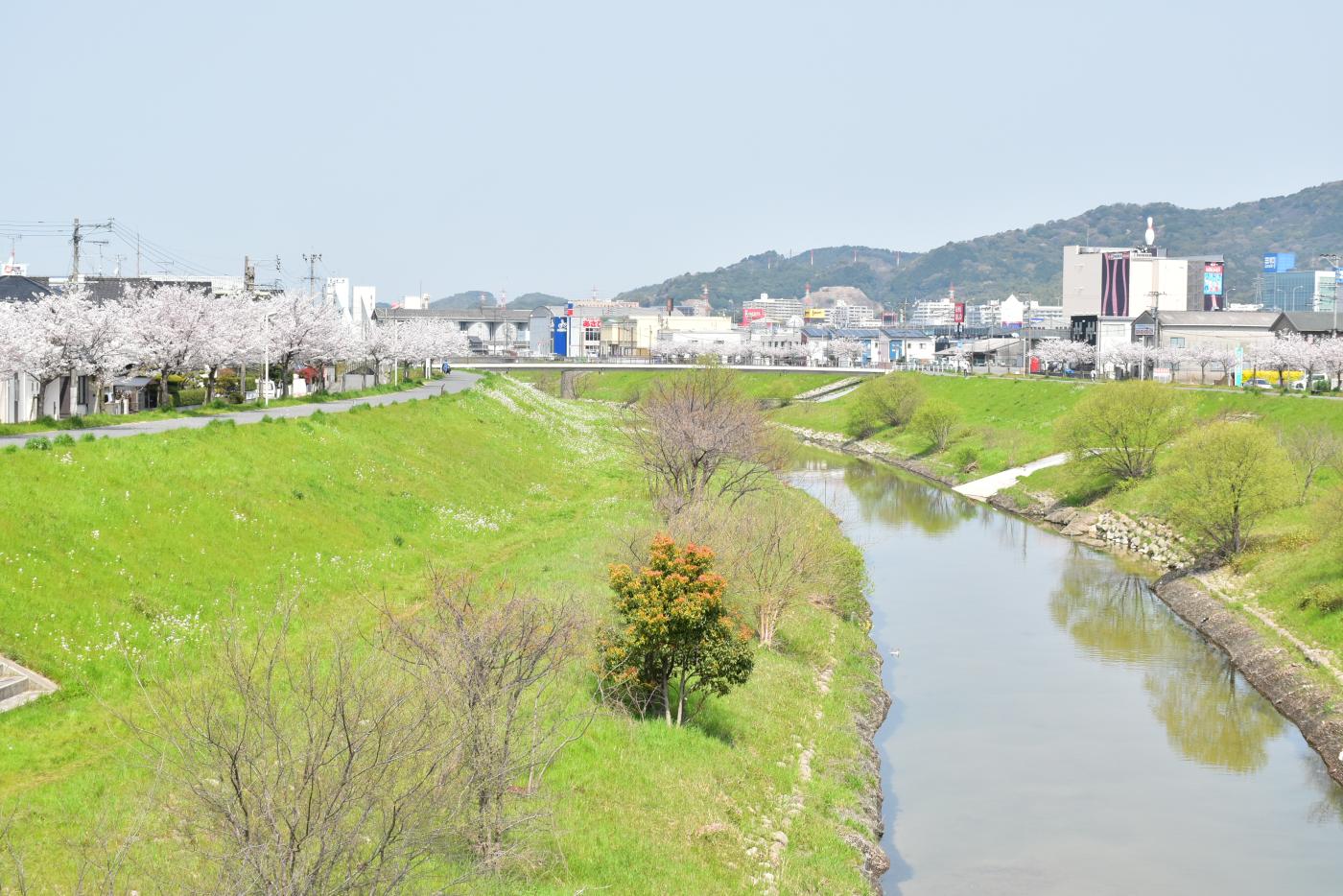 桜の咲く御笠川の様子