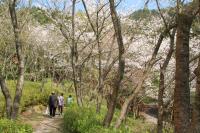 さくらの森の写真