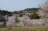 さくらの森の写真