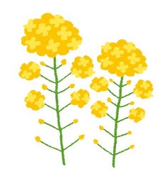 菜の花