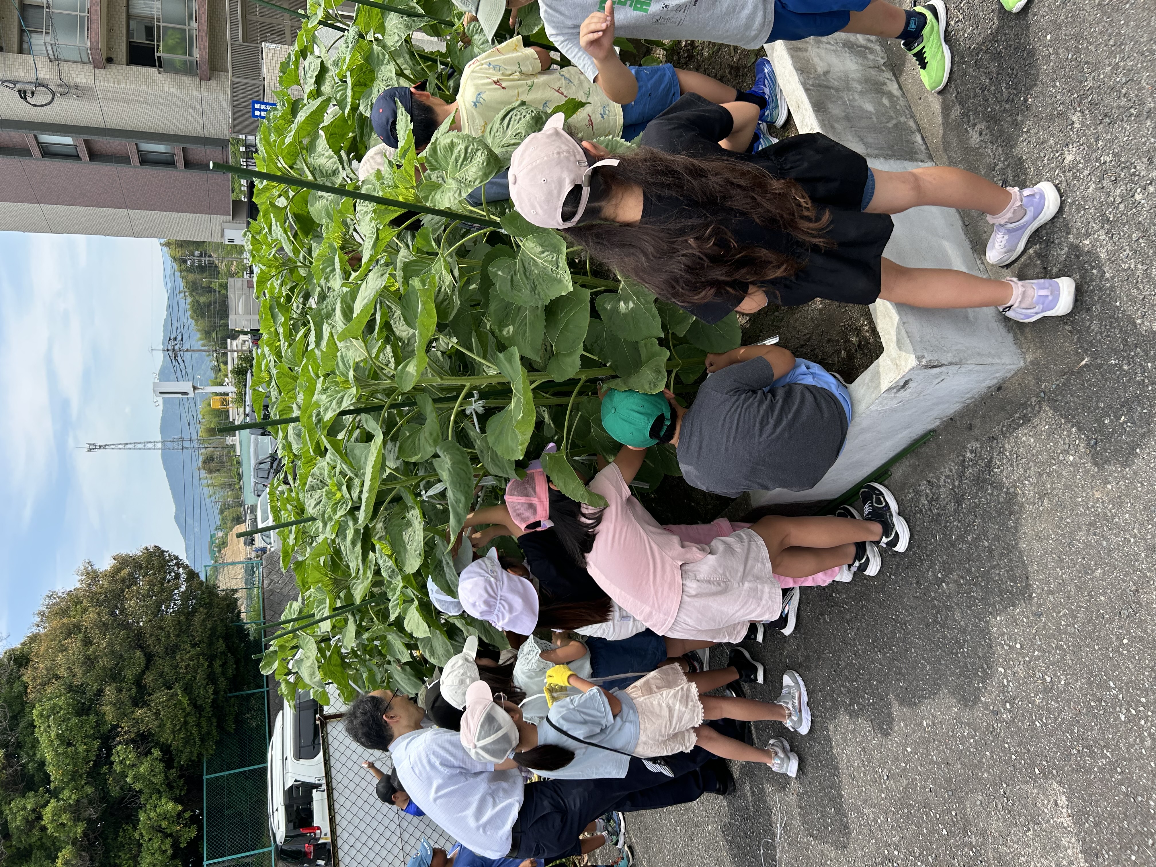 〔人権の花：令和6年度〕支柱立ての様子