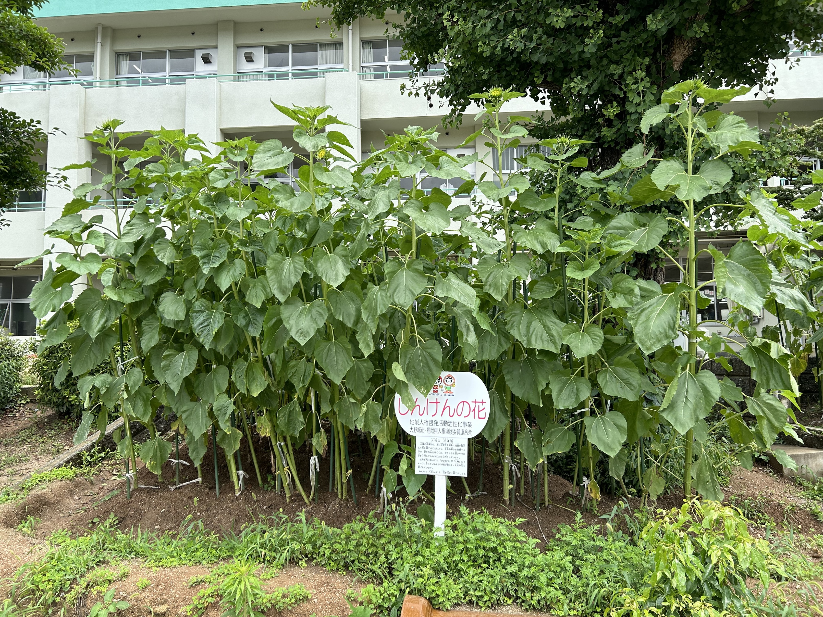 〔人権の花：令和6年度〕成長の様子