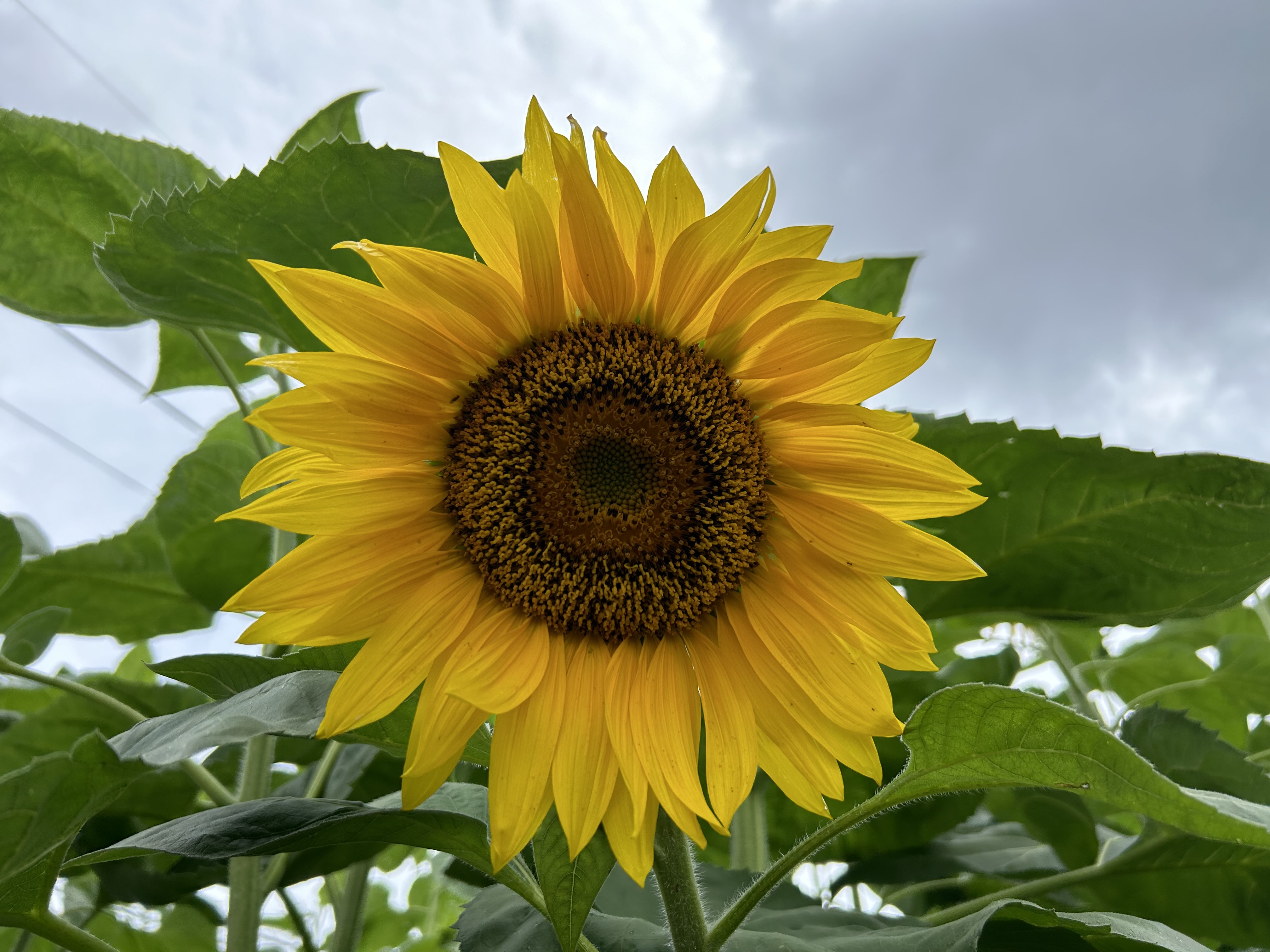 〔人権の花：令和6年度〕開花