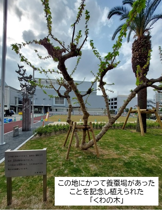 くわの木の画像