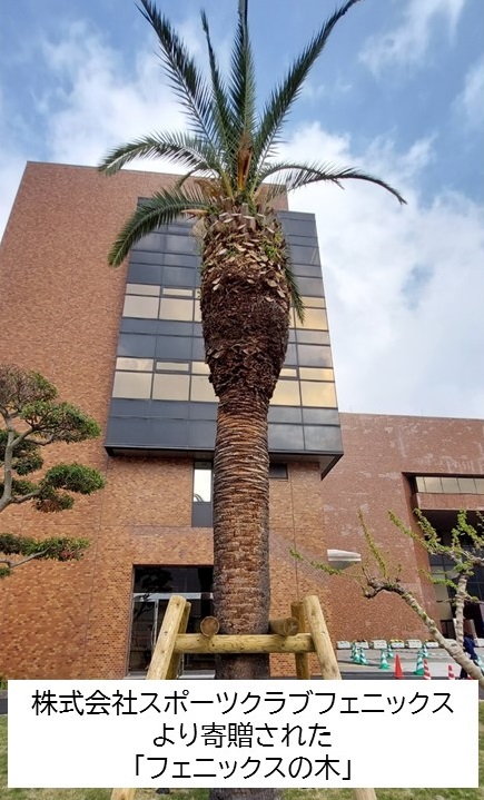 フェニックスの木の画像