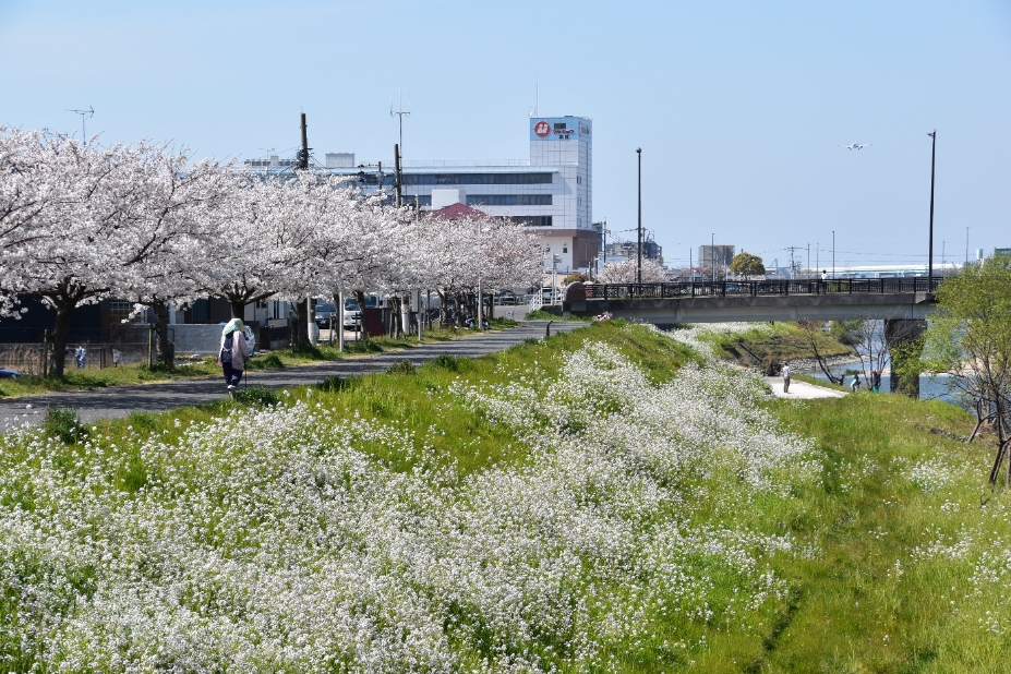 御笠川ルート写真（御笠川の桜）