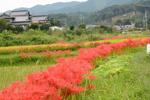 田園ルート写真（牛頸の彼岸花）