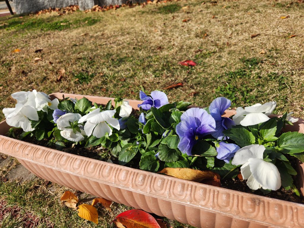 大町公園　パンジーもきれいに咲いていますの画像