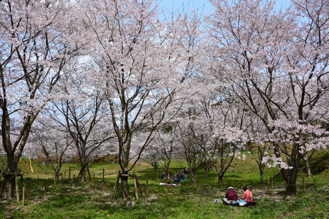 さくらの園
