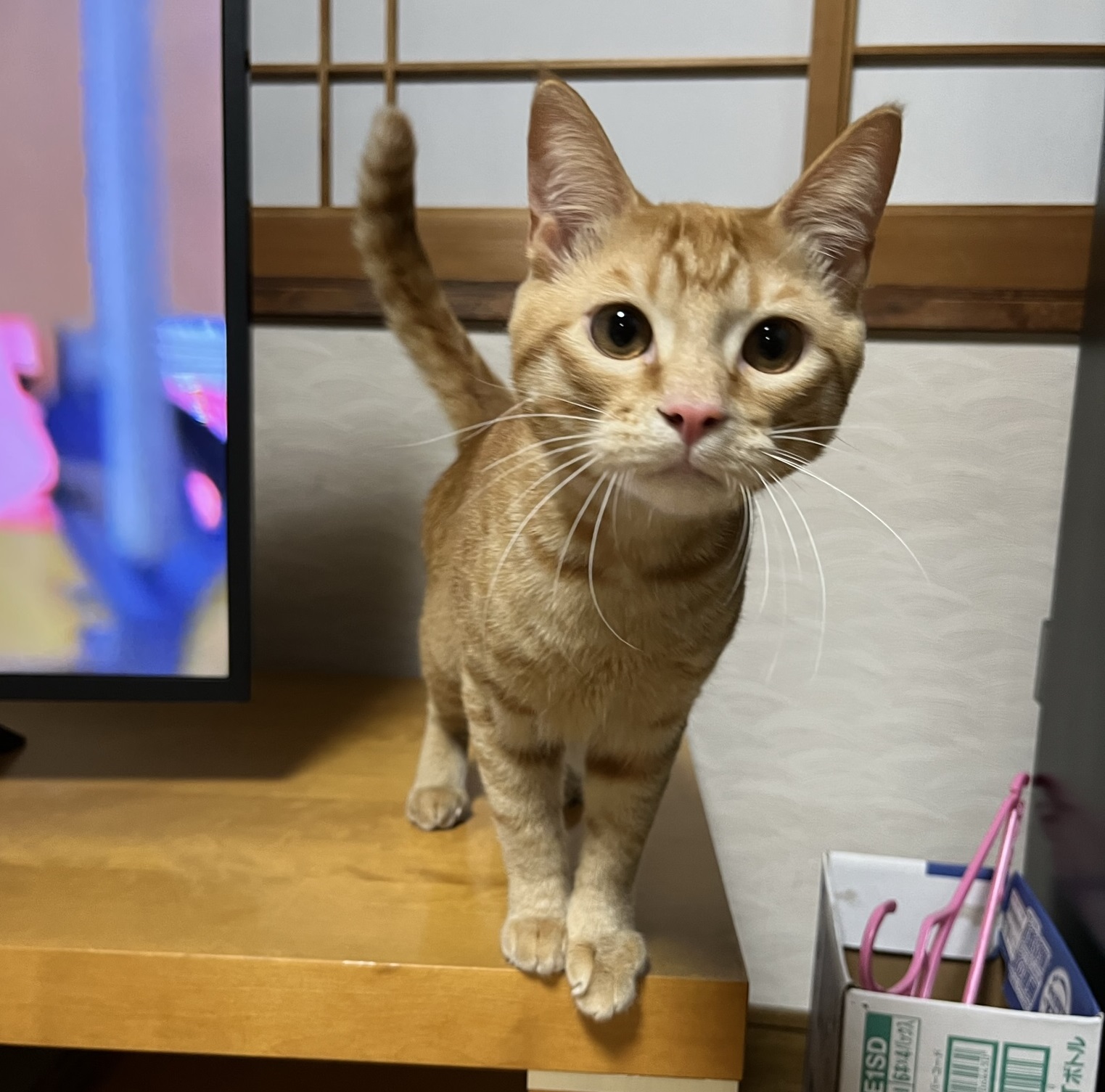 飼い猫は室内で飼いましょう１