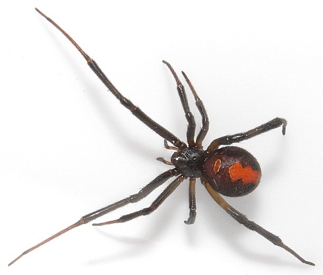 セアカゴケグモの写真