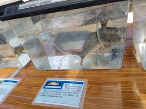 フェスタ本番9