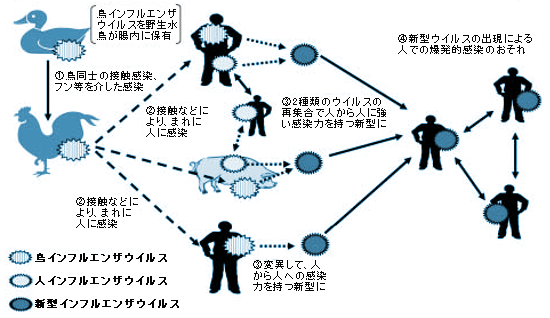 鳥インフルエンザと新型インフルエンザの関係図