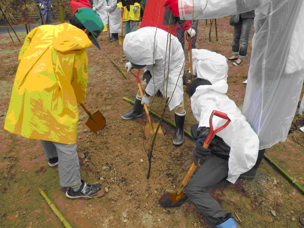 緑の少年団が植樹を行う様子写真
