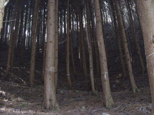 森林の整備前の様子