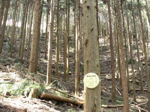 森林の整備後の様子