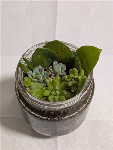 空きびん寄せ植え写真