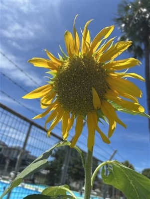 大きな花が咲きました