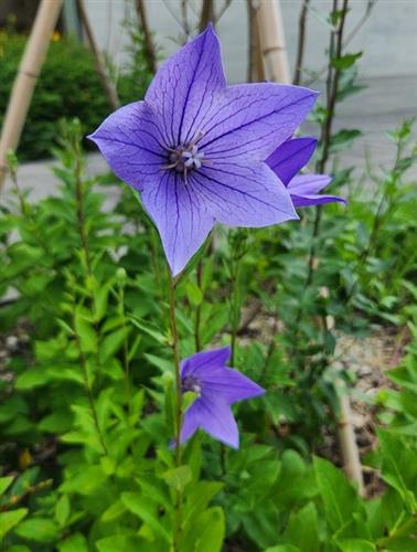 キキョウの花です